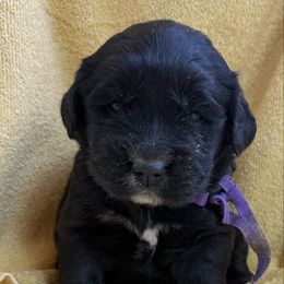 Female Purple - female Golden Mountain Dog puppy in Tacoma, Washington from Canyon Meadows Farm