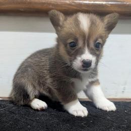 Stormy - Sable female Pembroke Welsh Corgi puppy in Brandon, Mississippi from Jenny May’s Corgis