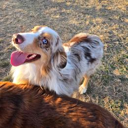 Ragnar - Australian Shepherd
