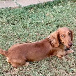 Peaches - Dachshund