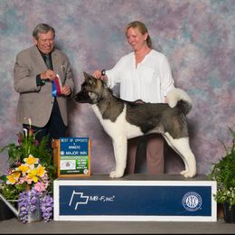Akita Puppies from Majestic Valley Farms