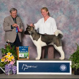 Akita Puppies from Majestic Valley Farms
