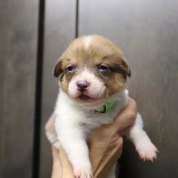 Girl 4 - Sable female Pembroke Welsh Corgi puppy in Ocala, Florida from Dolan Farms Corgis