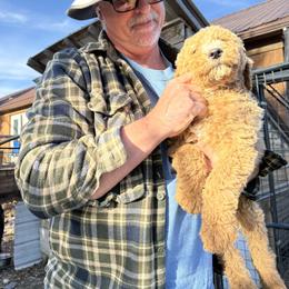 Whiskers - Parti male Poodle puppy in Harrisburg, Missouri from Grammie's  Poodles and Grampies Labradors