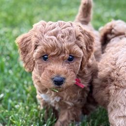 Nutmeg (red collar) - Red female Cockapoo puppy in Strasburg, Pennsylvania from Brook Valley Cockapoos
