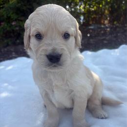 Black Collar Boy - Golden male Golden Retriever puppy in Salt Lake City, Utah from Deseret Peak Goldens