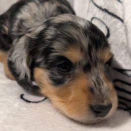 Female 2 - Dapple female Dachshund puppy in Columbus, Ohio from Bumpkins Dachshunds