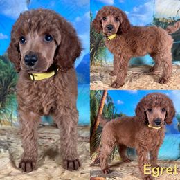 Egret - Red  female Poodle puppy in Swansboro, North Carolina from Monarch Standard Poodles