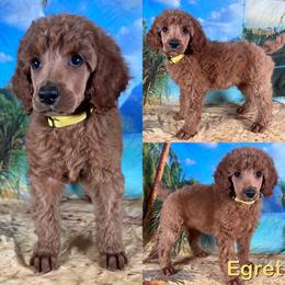 Egret - Red  female Poodle puppy in Swansboro, North Carolina from Monarch Standard Poodles