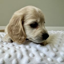 Butter Bean - Cream female Dachshund puppy in Shelley, Idaho from Journey’s End Dachshunds