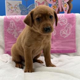 Yellow - Yellow female Labrador Retriever puppy in Heath Springs, South Carolina from Rich Hill Retrievers