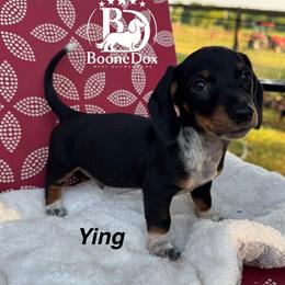 Ying - Black and tan male Dachshund puppy in Lexington, Oklahoma from BooneDox Miniature Dachshunds