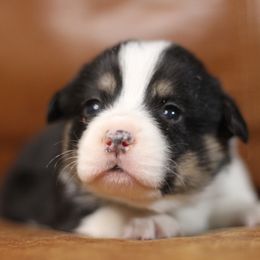 Pembroke Welsh Corgi Puppies from Ayers Acres Corgis