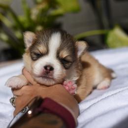 Smidge - Gray and white male Pomsky puppy in Coos Bay, Oregon from Ocean View Pomskies
