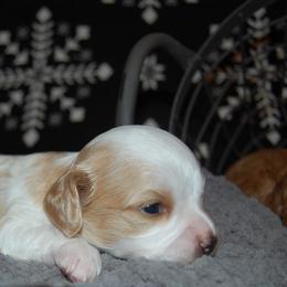 Cavapoo Puppies from Dogwood & Sassafras Companions