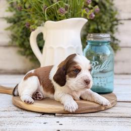 Taco Bell - Tri-Roan male English Springer Spaniel puppy in Henderson County, North Carolina from Roan Creek Kennels