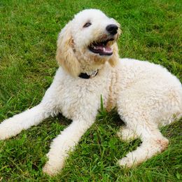 Aussiedoodle Puppies from Vesbach Doodle Valley Farm