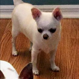Joy - Cream female Chihuahua puppy in Cape Coral, Florida from Inspired Chihuahuas