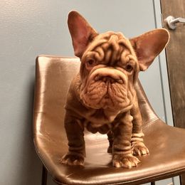 French Bulldog Puppies from Kallie’s Kennel