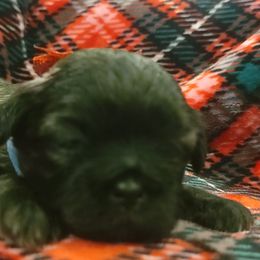 Shih Tzus from AKC Shih Tzu Champion Line Puppies