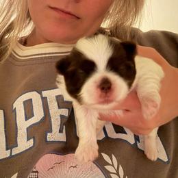 Female - Chocolate female Shih Tzu puppy in Success, Missouri from Sweet Success