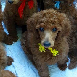 Poodles from Celebrity Red Standards