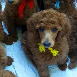 Poodles from Celebrity Red Standards