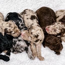 Goldendoodles and Labradoodles from Dreaming Doodles