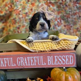 Holly - Tri-Roan female English Springer Spaniel puppy in Cookeville, Tennessee from Krossroads Kennel
