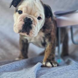 Boston Terrier, Bulldog, and French Bulldog Puppies from Willamette Valley Bullies