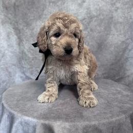 Black Female- MiniGoldendoodle - Cream female Goldendoodle puppy in Piedmont, South Carolina from The Farm at Saluda Ridge