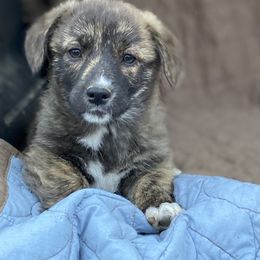 American Corgi and Pembroke Welsh Corgi Puppies from Foxy Knoll Farm