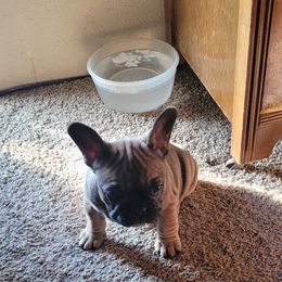 French Bulldog Puppies from 4 Leaf Frenchies