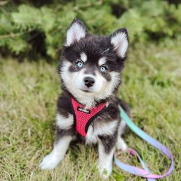 Nani - Black female Pomsky puppy in Cleveland, Ohio from Lake Point Pomskies