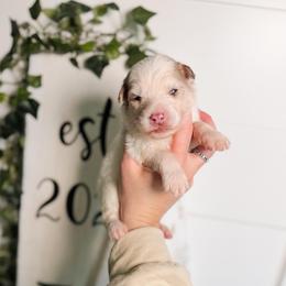 Finch - Merle male Pomsky puppy in Cleveland, Ohio from Lake Point Pomskies