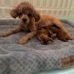 Belle - Poodle