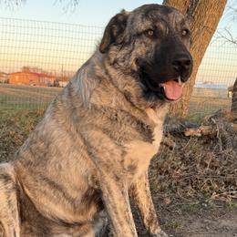Rex - Anatolian Shepherd Dog