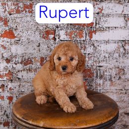 Rupert - Red male Cavapoo puppy in Calhoun, Georgia from Happy Top Doodles