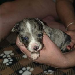 Willow - Blue merle female Miniature Australian Shepherd puppy in Arlington, Texas from CopperHead Aussies