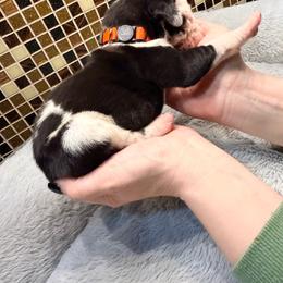 Orange collar - Harlequin male Great Dane puppy in Ider, Alabama from Sand Mountain Danes LLC
