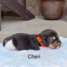 Cheri - Black tan and white female Beagle puppy in Mansfield, Missouri from Rippee Creek Kennel