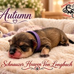 Autumn AKC - Salt and pepper female Miniature Schnauzer puppy in Pelzer, South Carolina from Schnauzer Heaven Von Longbach