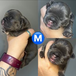 French Bulldog Puppies from K&J Frenchies