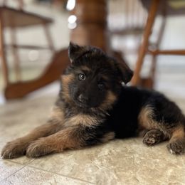 German Shepherd All Grown Up from Haus Wesmiller