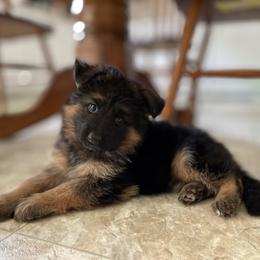 German Shepherd All Grown Up from Haus Wesmiller