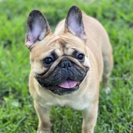 Arya - French Bulldog