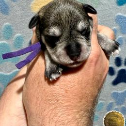 Lily - Salt and pepper female Miniature Schnauzer puppy in Frankford, Delaware from Miniature Schnauzers of Delmarva