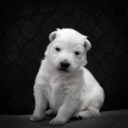 Berger Blanc Suisse Puppies from Moonlight Berger Blanc Suisses