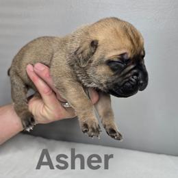Asher - Fawn male Cane Corso puppy in Elkhart, Indiana from Martins Almighty Cane Corsos