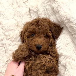 Red Micro Boy - Red  male Goldendoodle puppy in Mayfield, Utah from Ruff Country Doodles